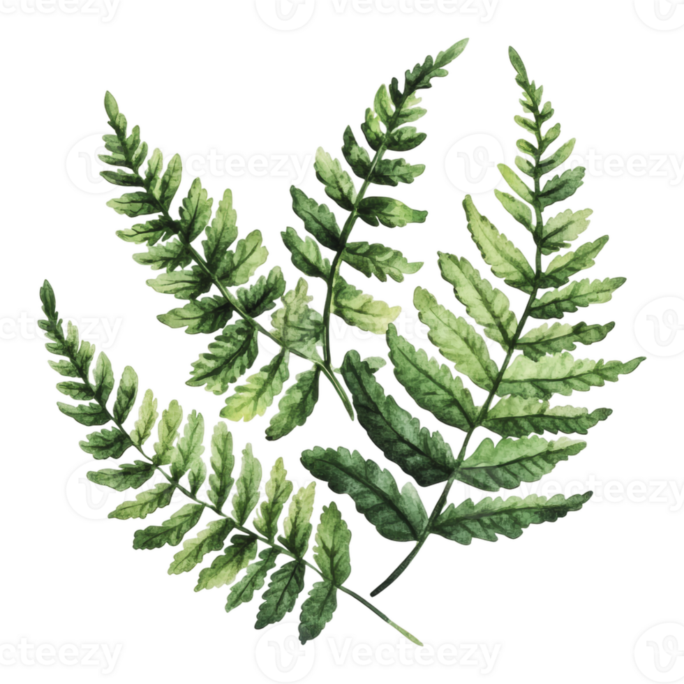 Natural green ferns on a white background png