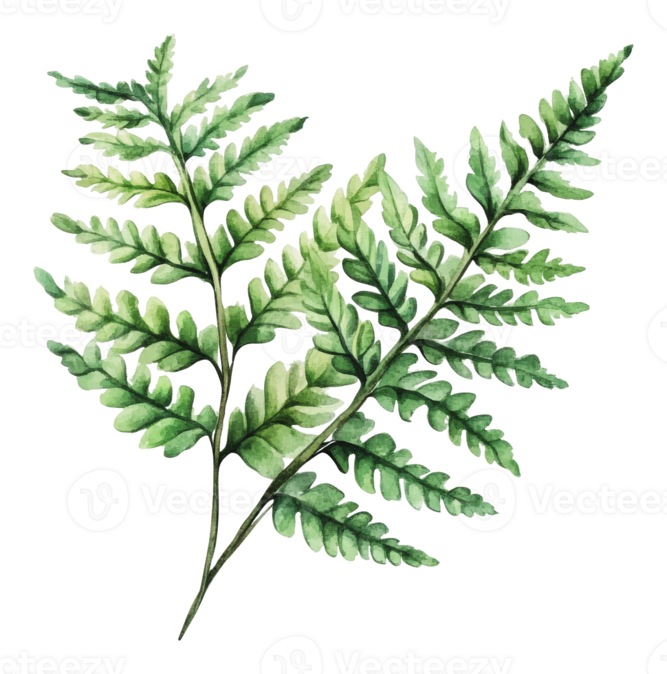 Vibrant green fern leaves arranged beautifully png