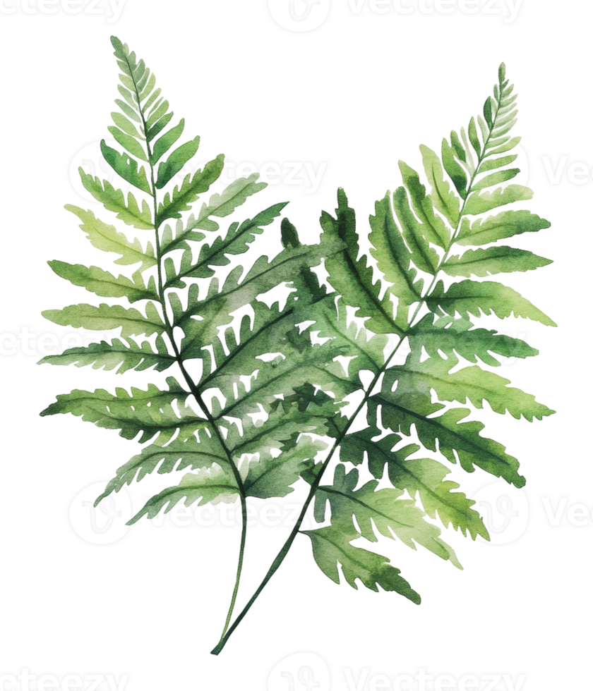 Beautiful green ferns in detailed watercolor art png