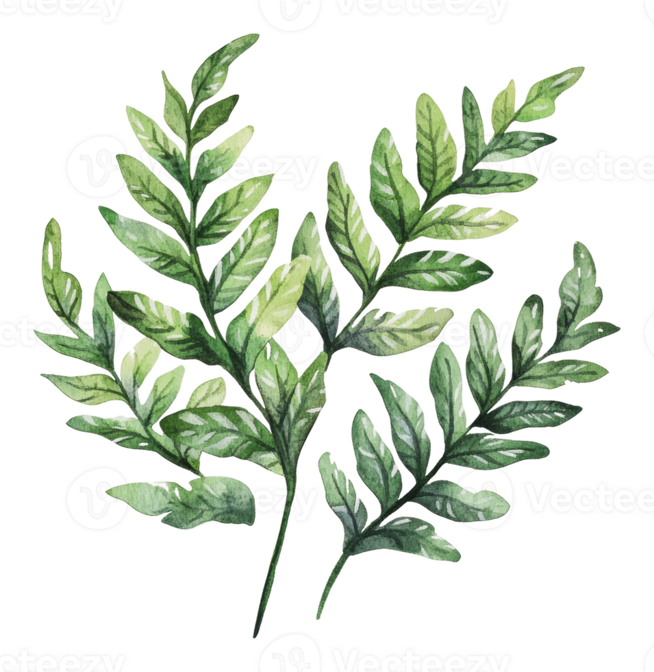 Lush green leaves illustration on white background png