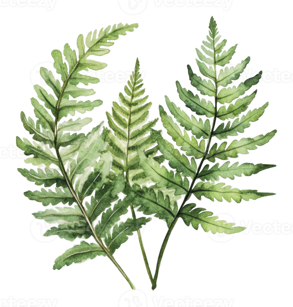 Beautiful green ferns showcasing natural elegance png