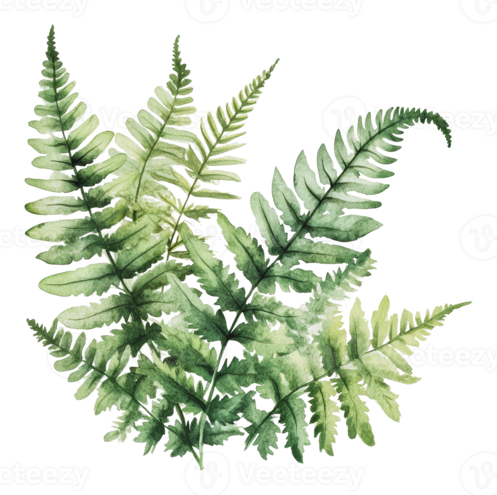 Vibrant green ferns in a detailed watercolor style png