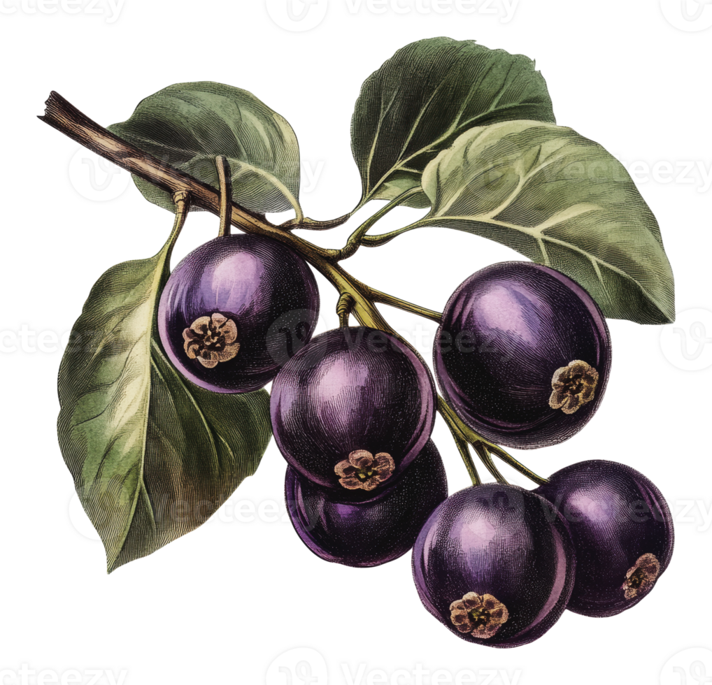 Fresh glossy berries with vibrant green leaves png