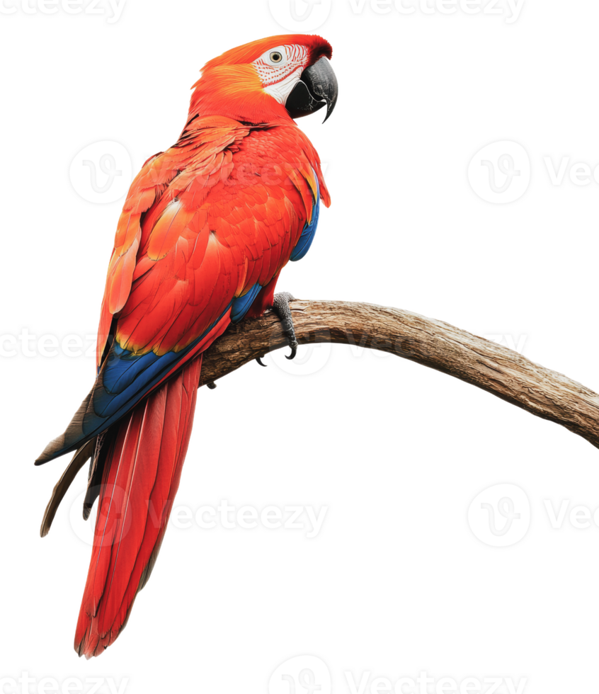 Vibrant scarlet macaw perched on a branch png