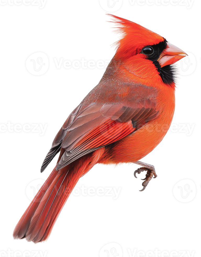 Bright red cardinal perched elegantly on a branch png