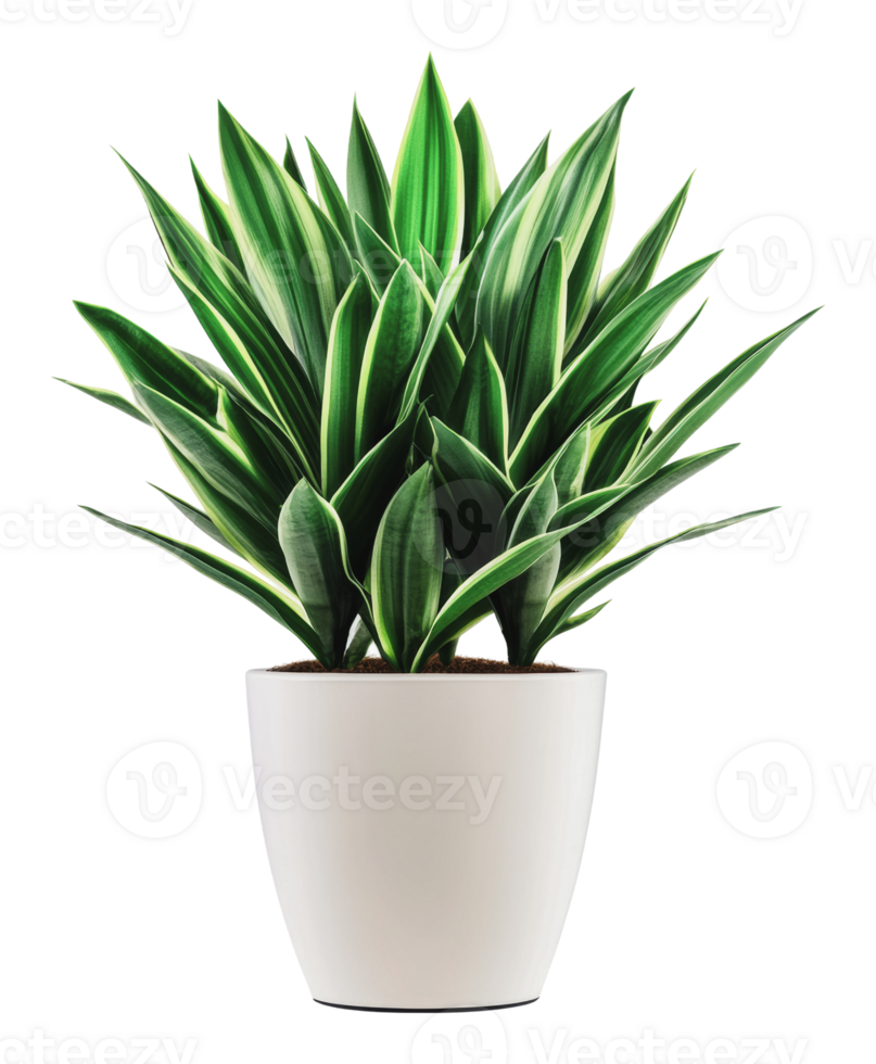 Indoor plant showcases lush green foliage in pot png