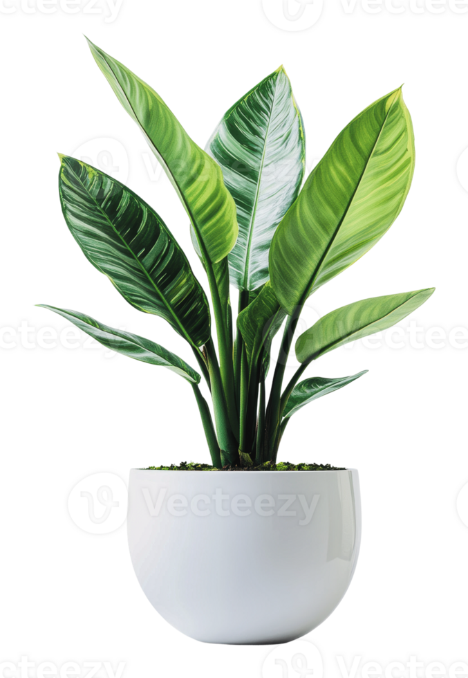 Lush green plant in a modern white pot png