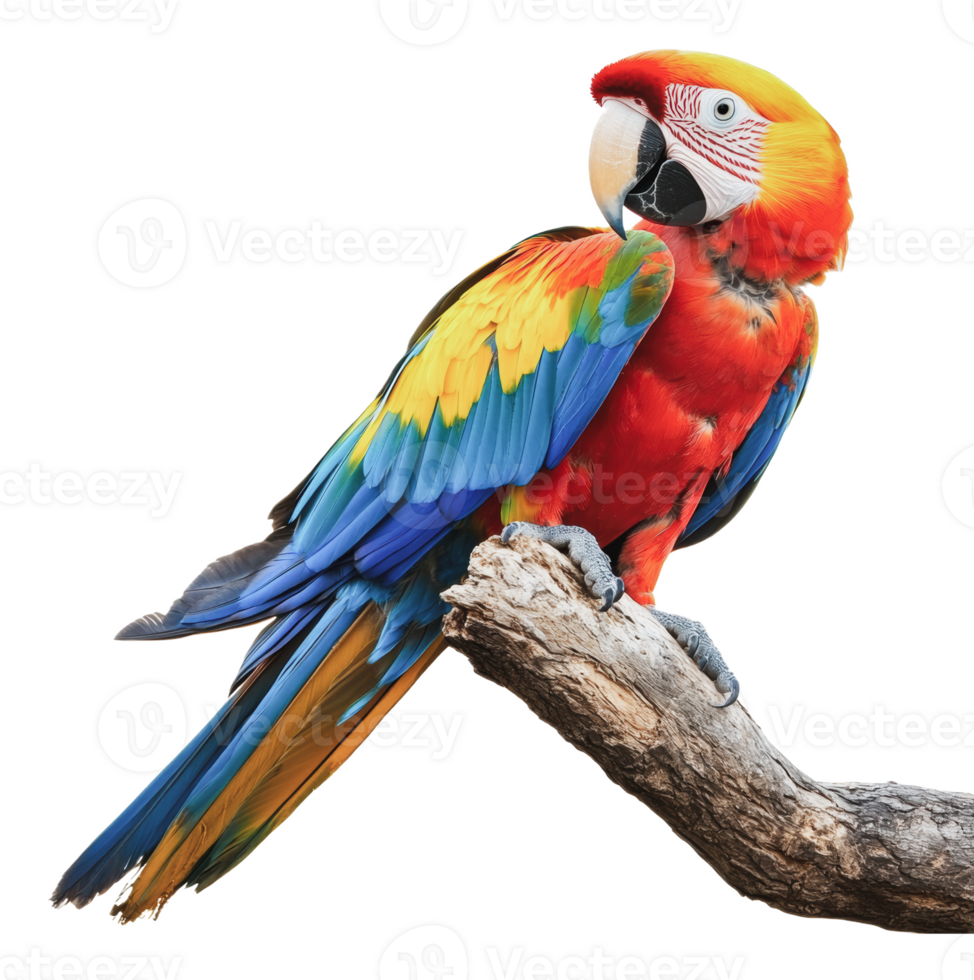 Colorful parrot perched on a branch in nature png