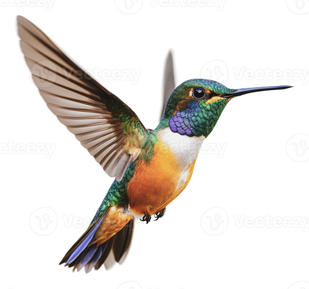 Colorful hummingbird in mid-flight above flowers png