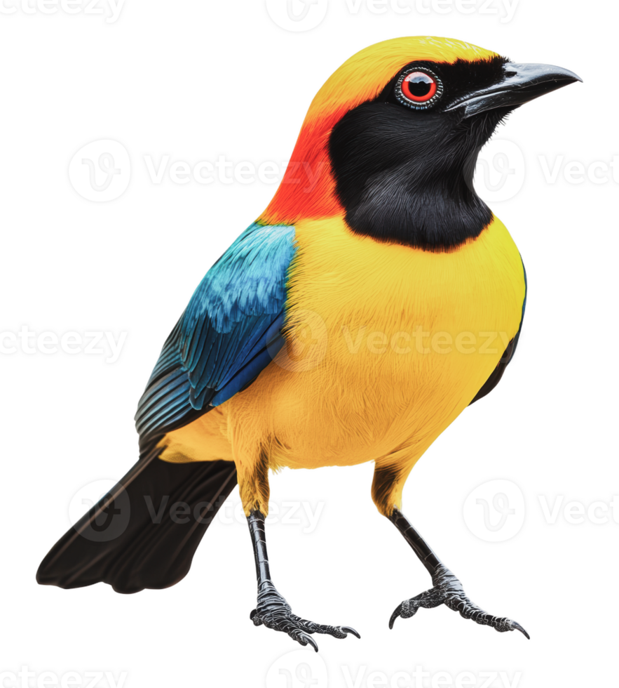 Vibrant bird displaying bright feathers in nature png