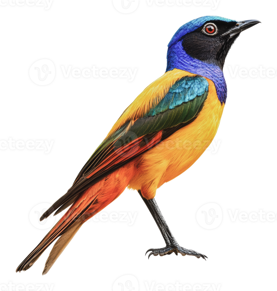 Colorful bird perched against a white background png