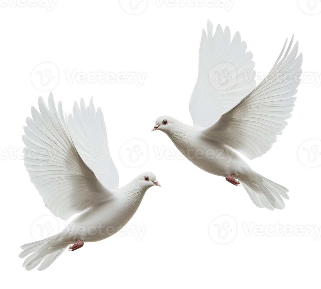 Two white doves soaring gracefully in mid-air png