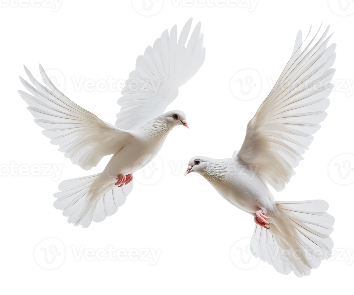 White doves soaring gracefully in mid-air png