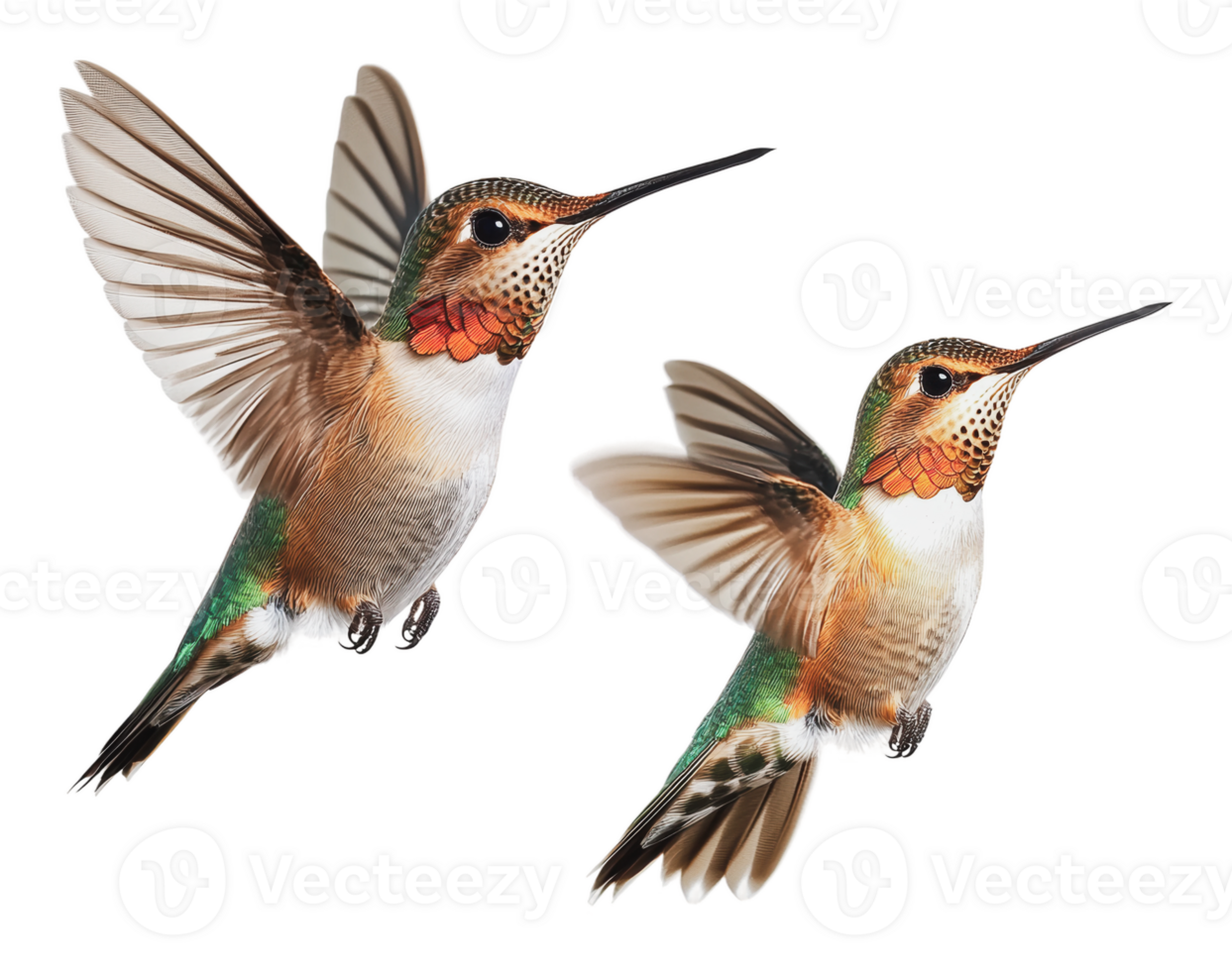 Colorful hummingbirds in mid-flight near flowers png