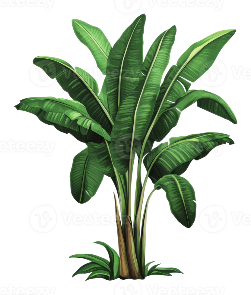 Tropical banana plant in lush setting png