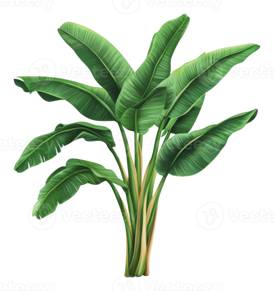 Lush green tropical leaves in a vibrant display png