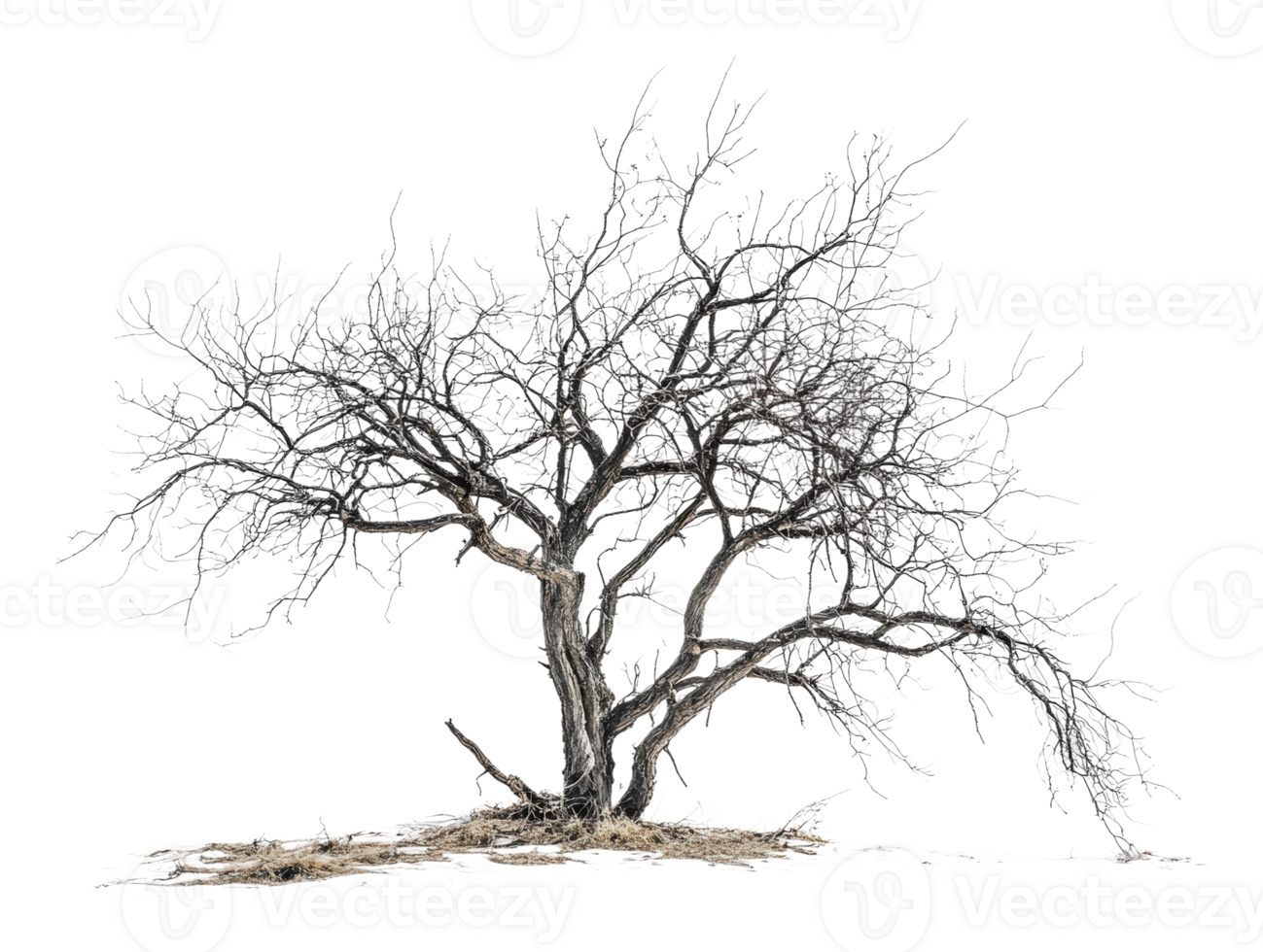 ausgezogen Geäst von ein einsam Baum im Winter png