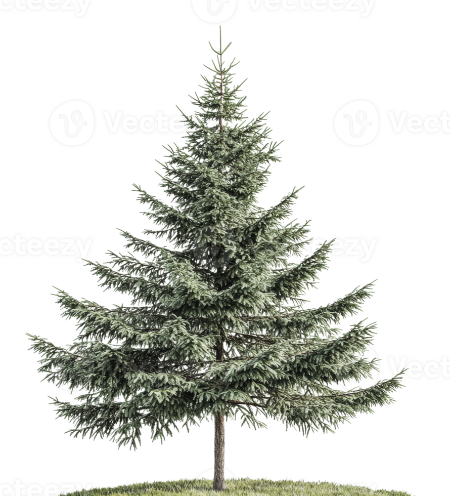 Evergreen tree with lush branches in bright light png
