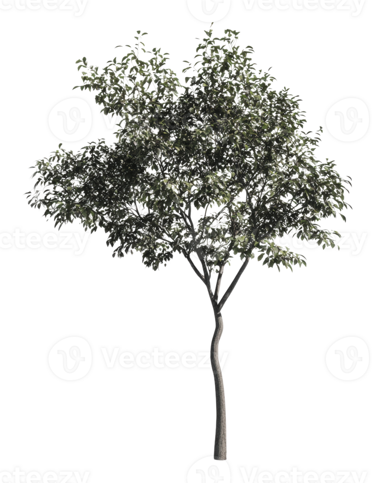 Unique tree with a curved trunk and dense foliage png