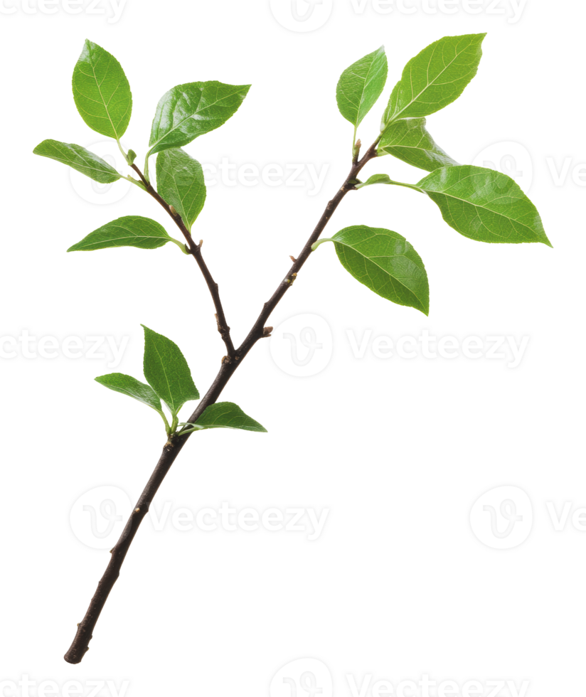 Fresh green bay leaves on a branch in daylight png