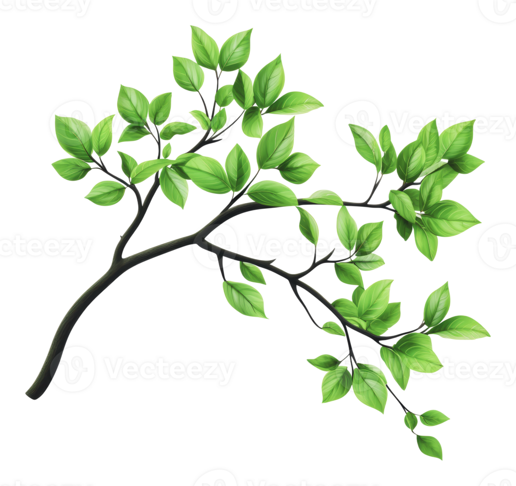 Green leaves on a branch, white backdrop png