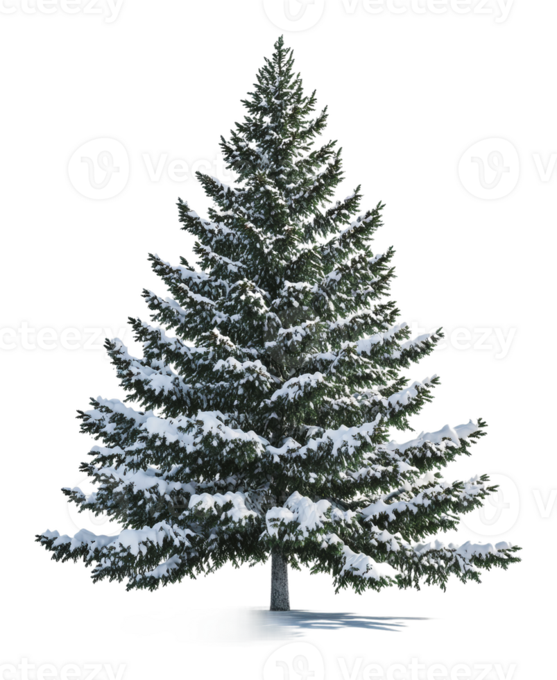 Snow-covered evergreen tree in winter landscape png