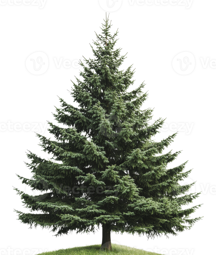 Evergreen tree standing tall on a grassy area png