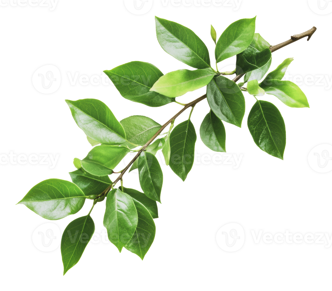 Fresh green leaves on a branch closeup png
