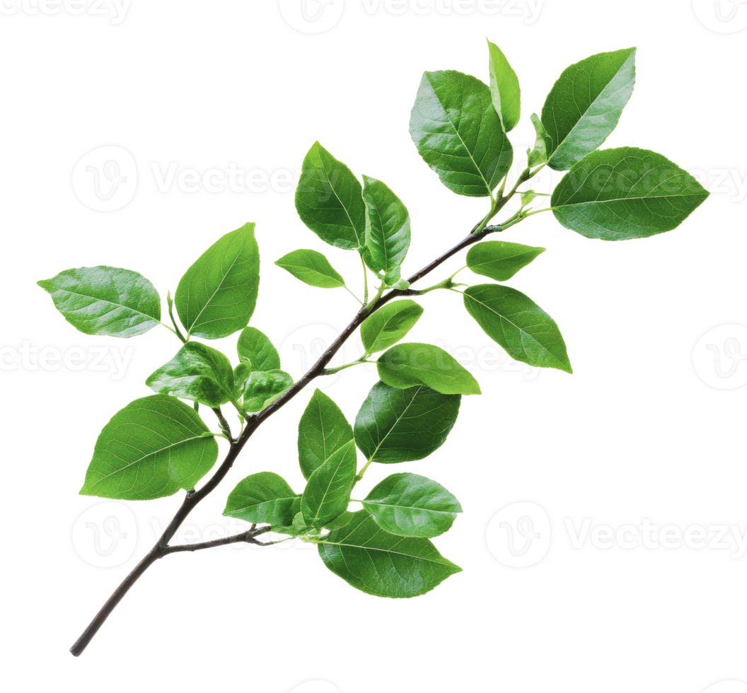 Fresh green branch with vibrant leaves on display png
