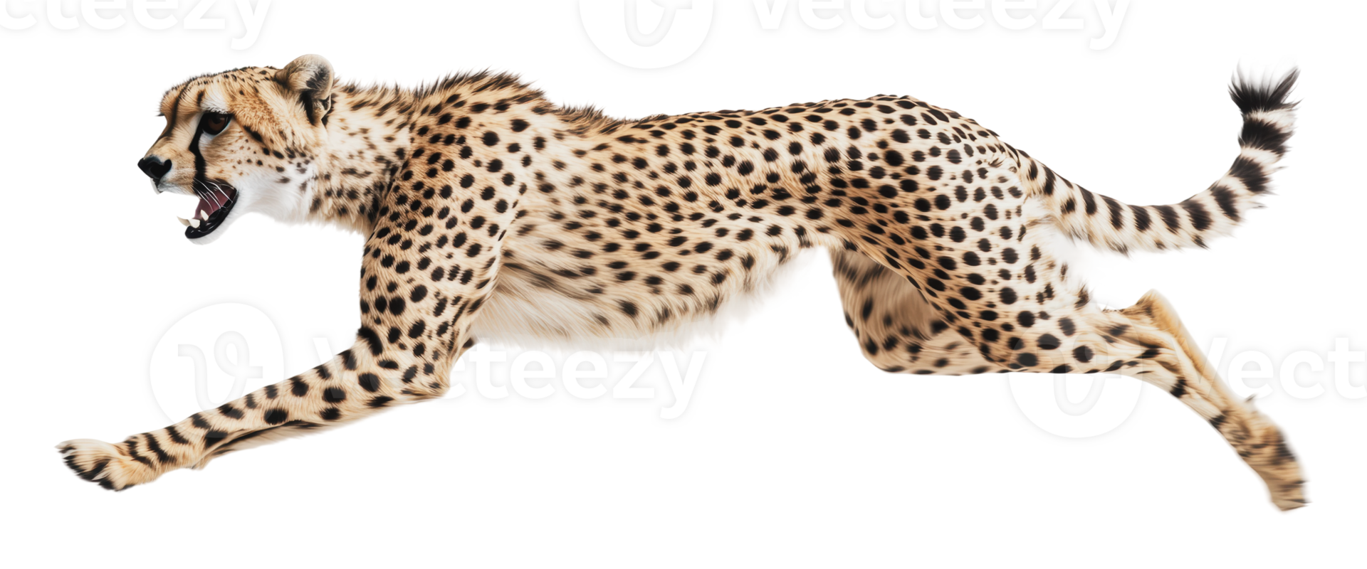 Cheetah sprinting in mid-motion displays agility png