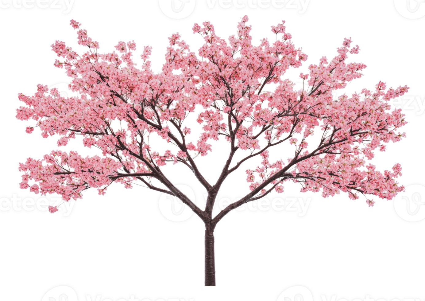 Beautiful pink blossom tree in full bloom png