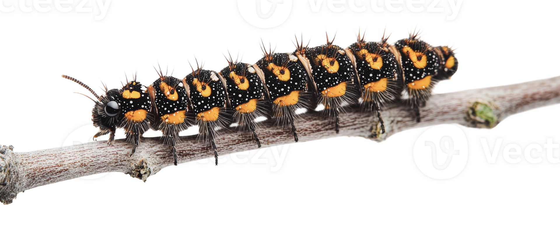 Colorful caterpillar resting on a twig in nature png
