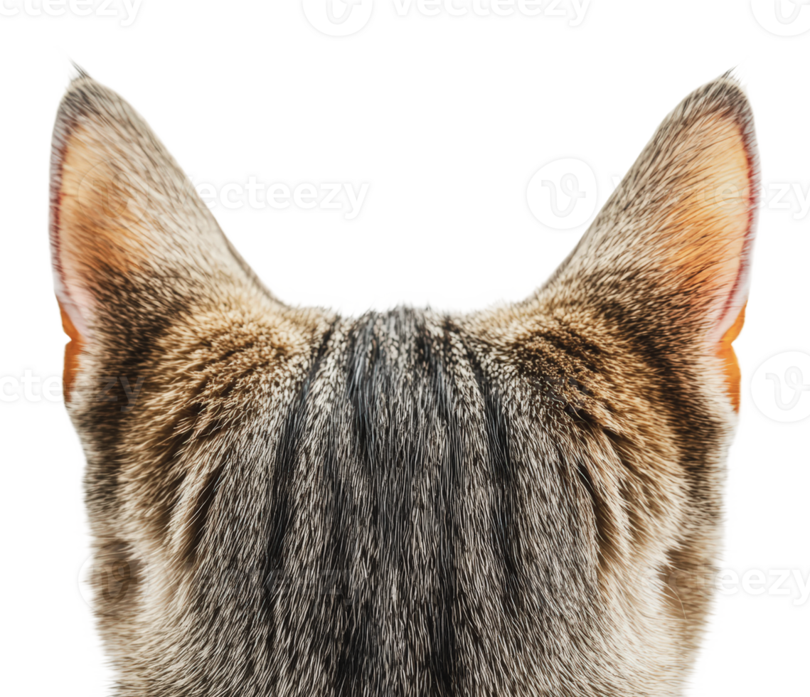 Cat with unique ears and fur pattern png
