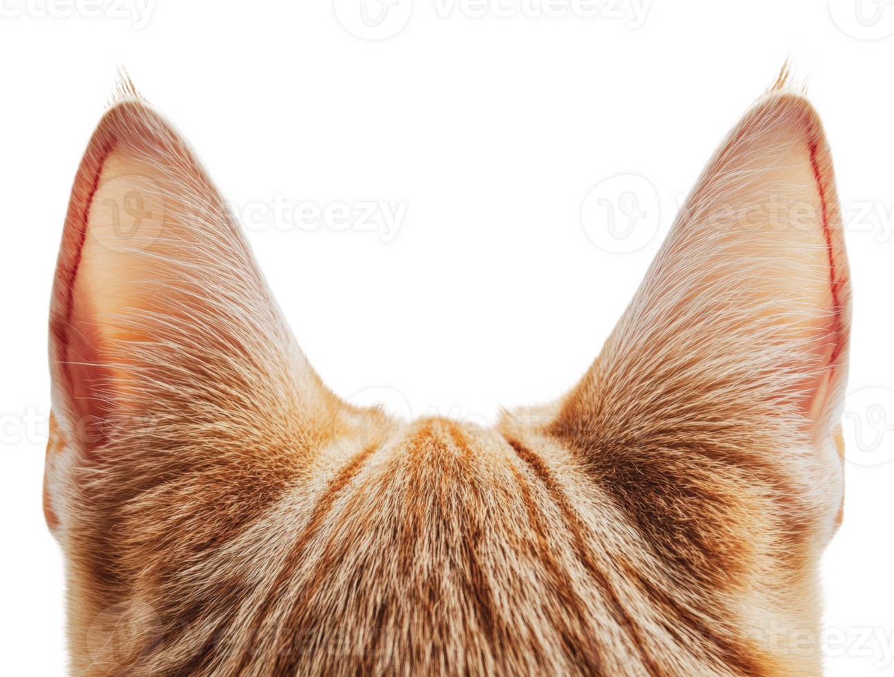 Cat ears indicating alertness and curiosity png