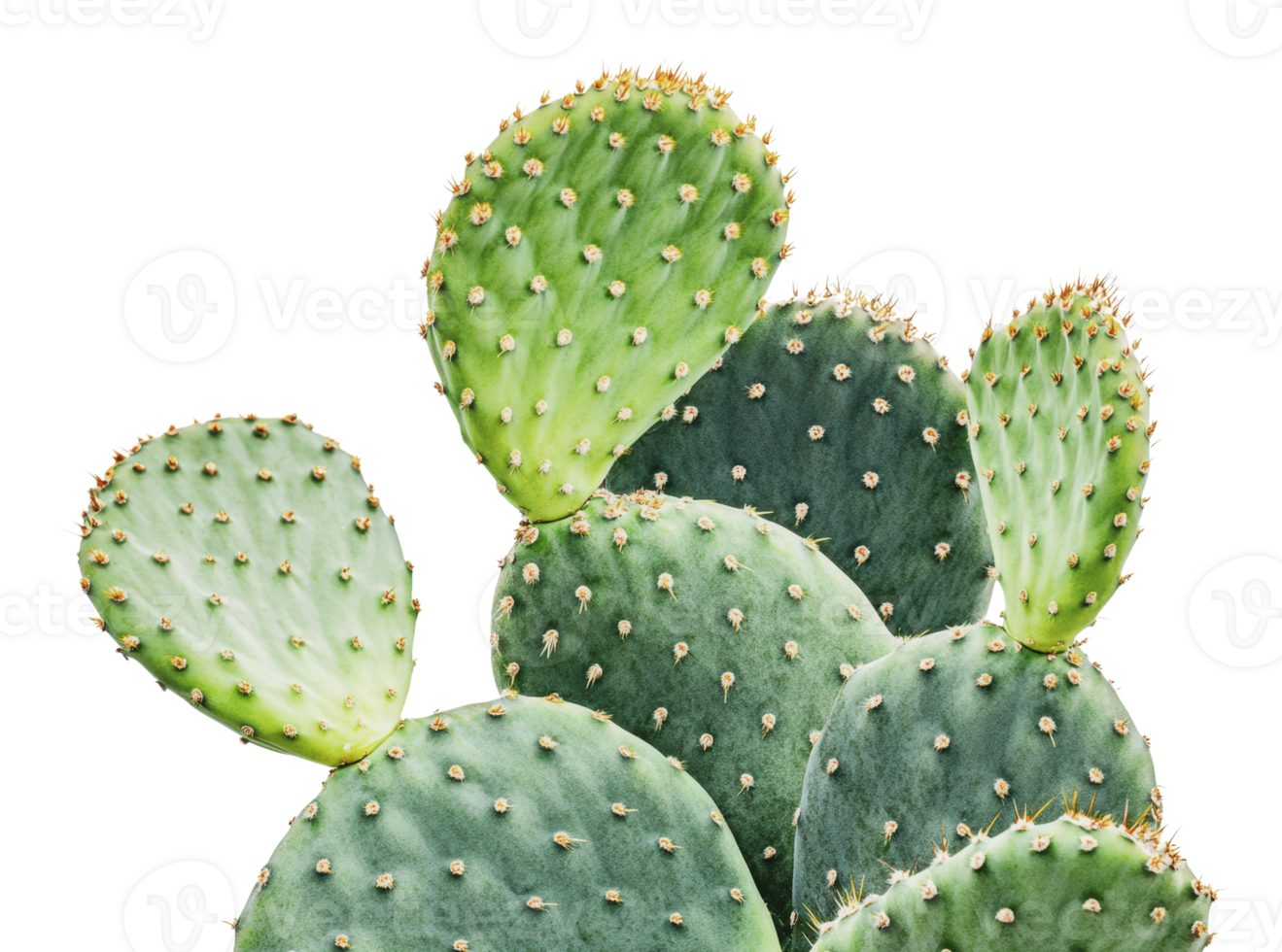 Green cactus pads on white background png