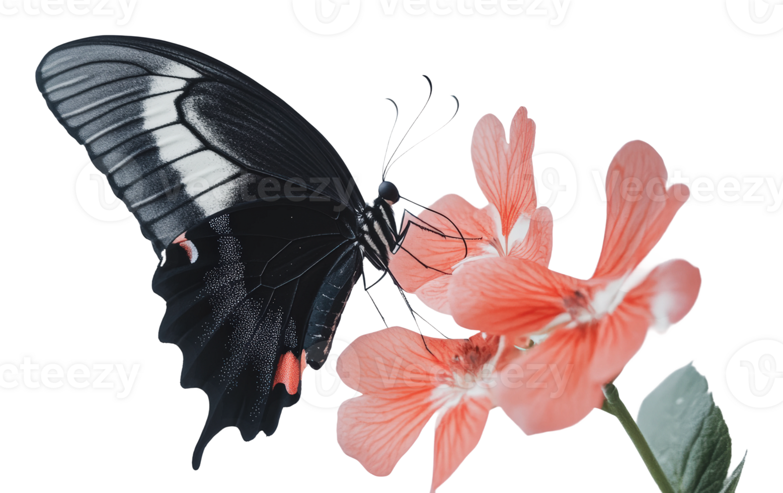 Colorful butterfly feeding on a delicate flower png
