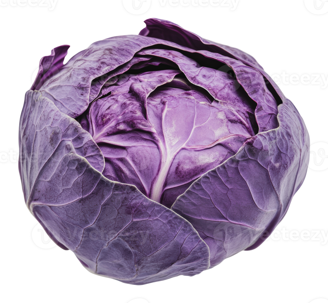 Purple cabbage on a white background png