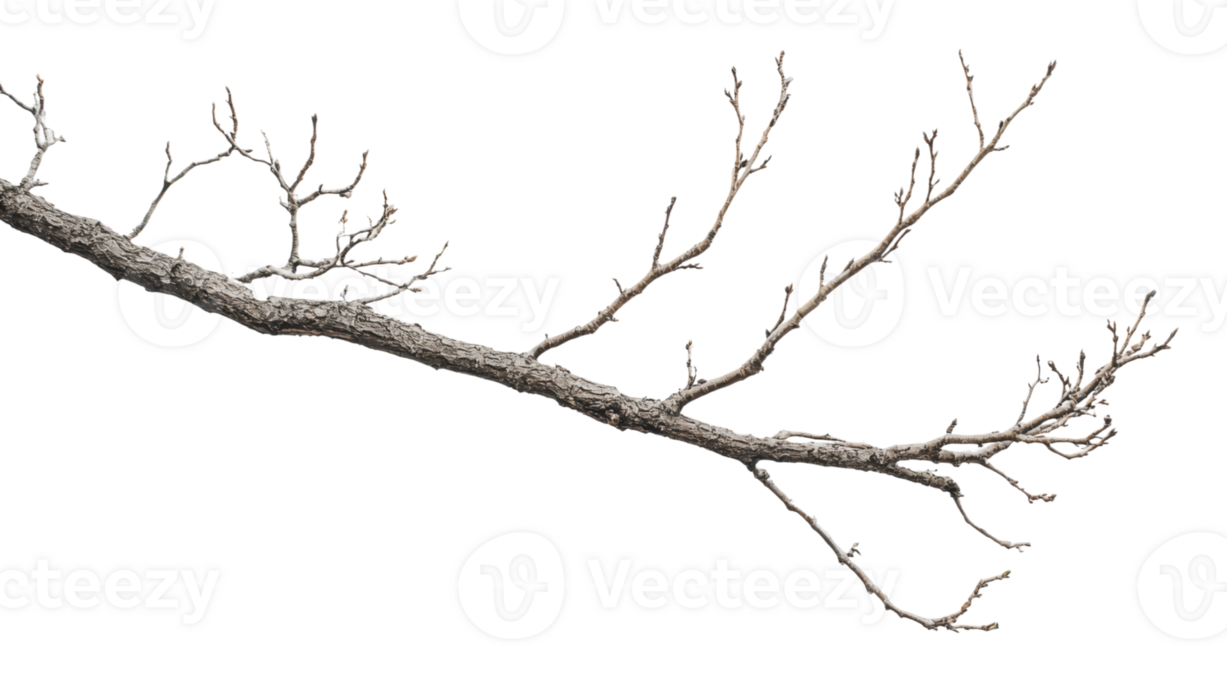 Branch with bare twigs ready for spring growth png