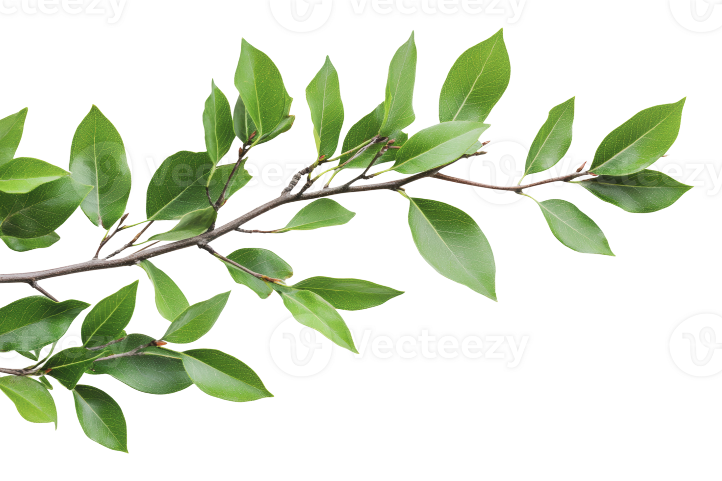 Green leaves on a branch gently swaying in the air png