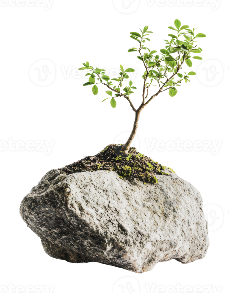 Unique bonsai tree growing on a large rock png