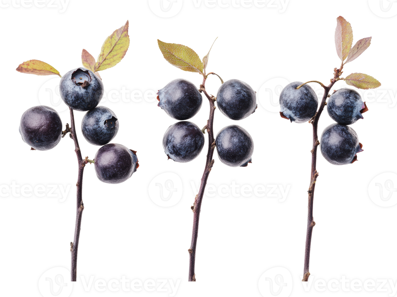 Blueberries on branches in natural setting png