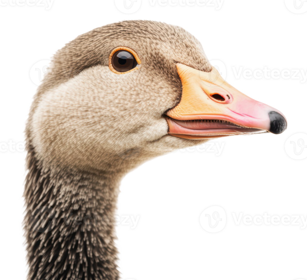 Close-up view of a duck's head with details png