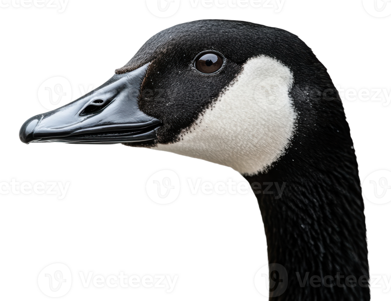 Close-up of a black and white goose head png