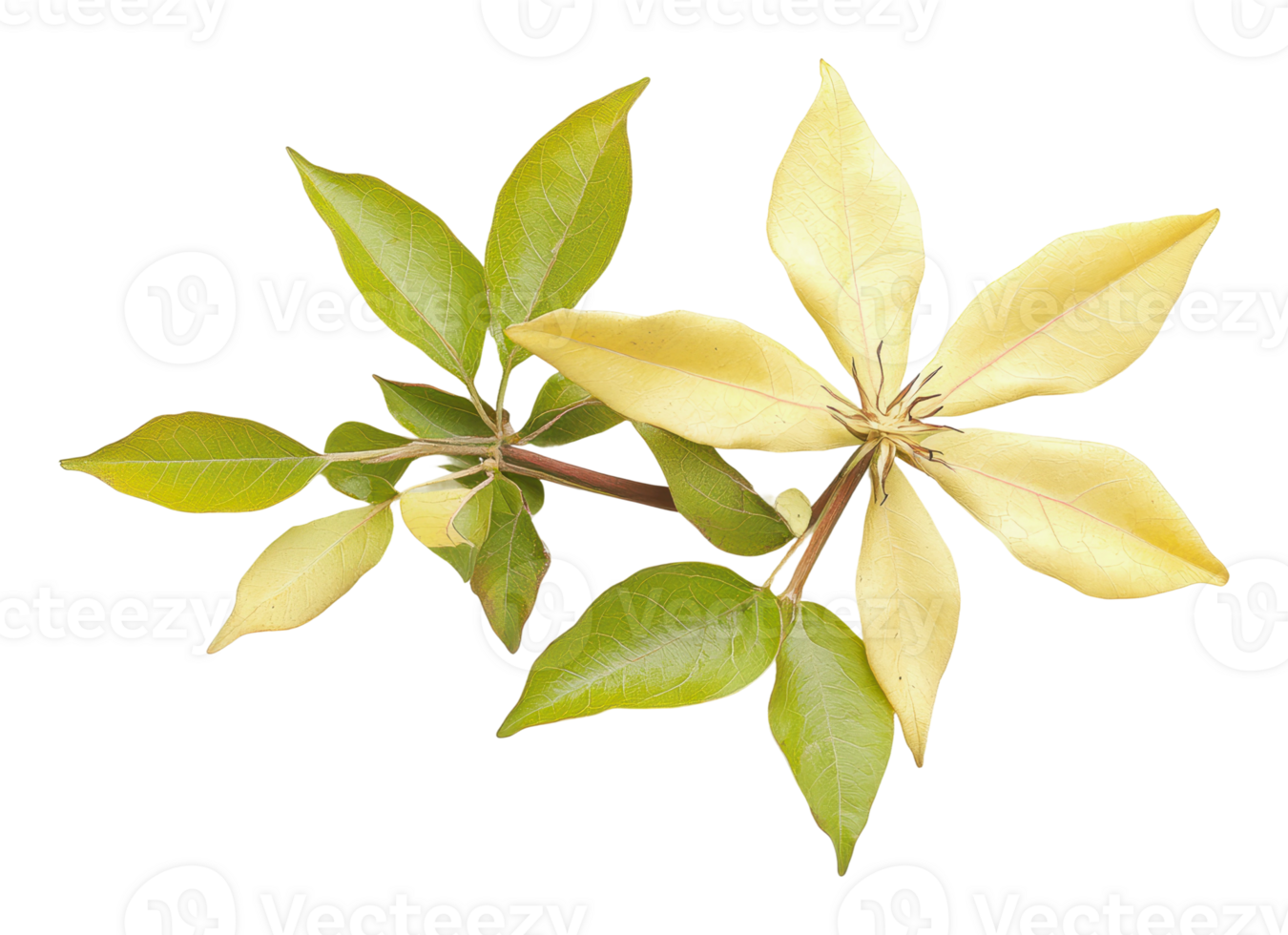 Fresh leaves with a mix of green and yellow hues png