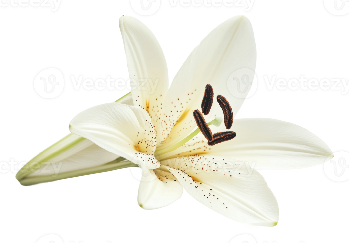 Gorgeous white lily showcasing delicate petals png