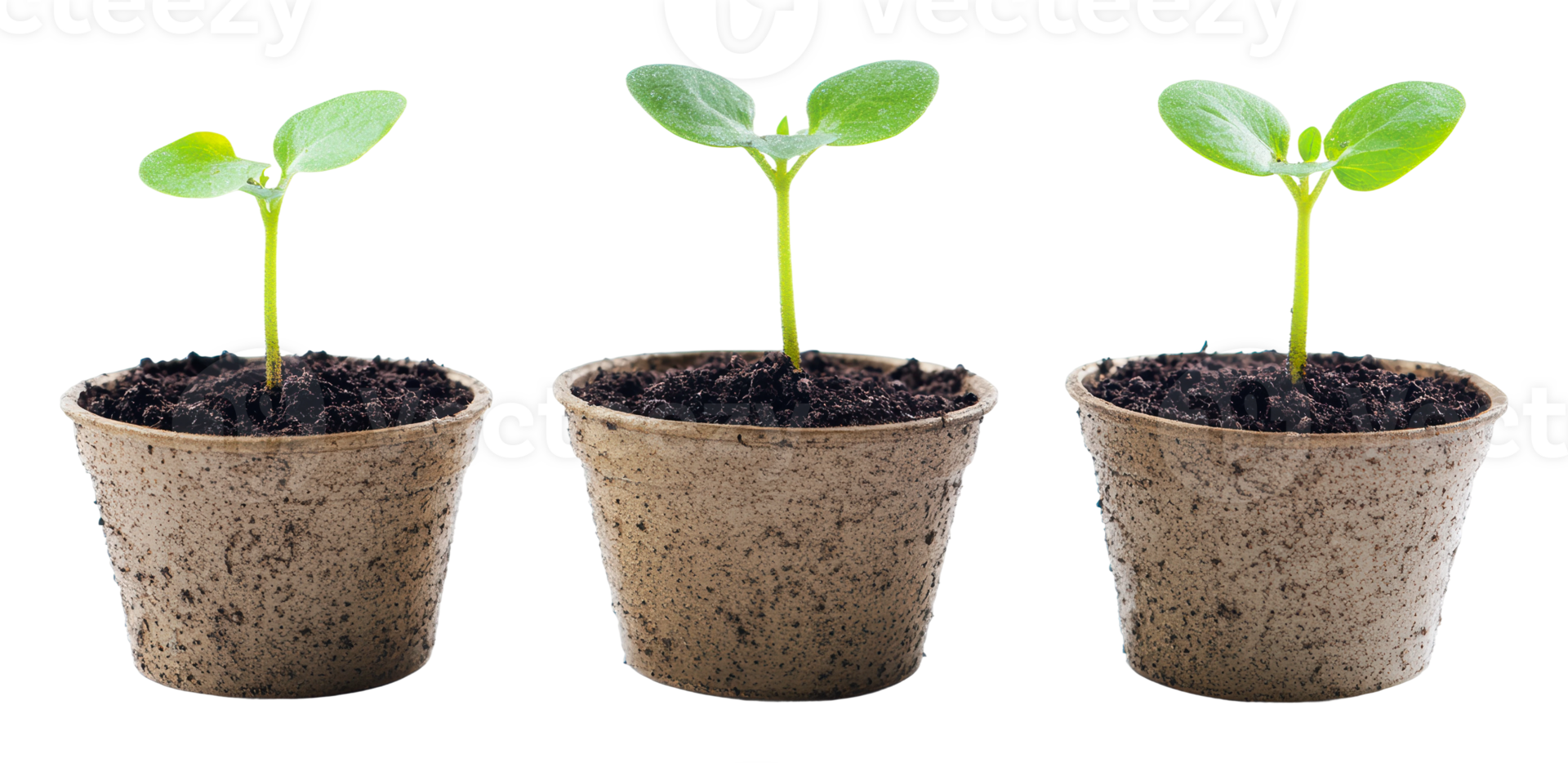 Growing seedlings in small pots indoors png