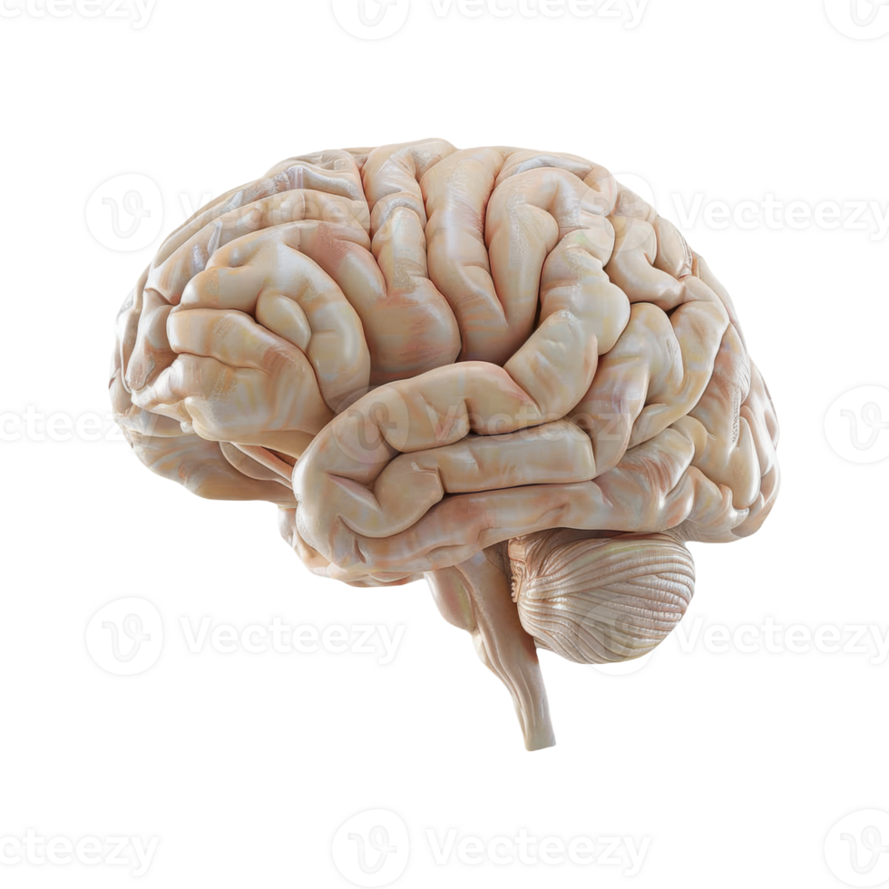 Anatomical Brain. Detailed 3D Illustration of Human Brain png