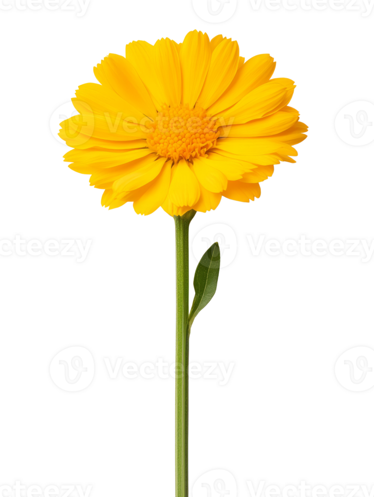 Bright yellow flower with long green stem and single leaf png