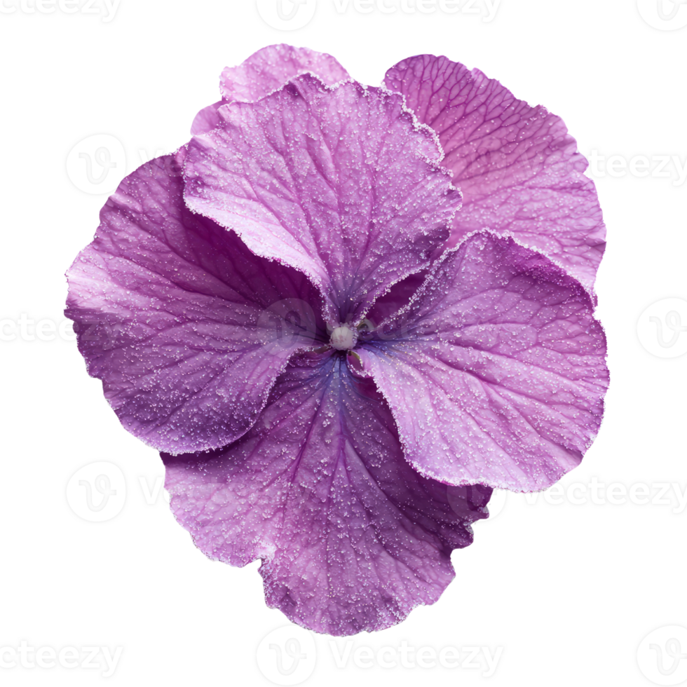Beautiful purple flower with delicate petals and dew drops png
