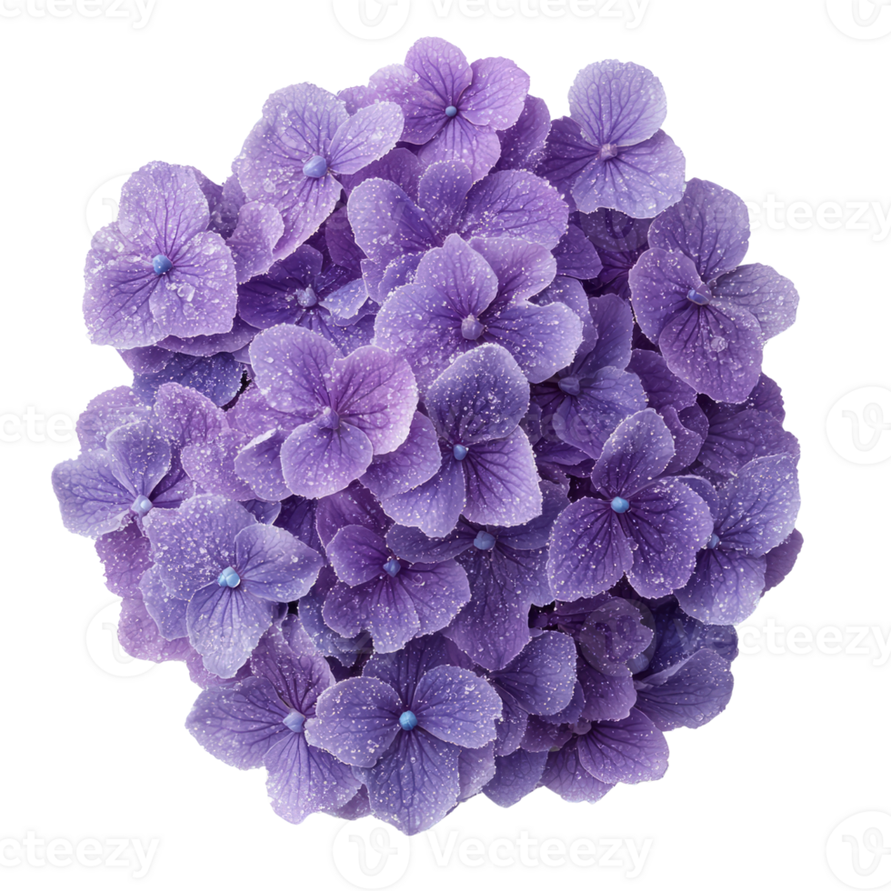 Vibrant purple flowers with delicate petals create stunning floral display png